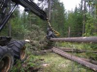 Die Skandinavier helfen dem Gebiet Swerdlowsk in der Waldwirtschaft 