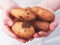 Die Regierung des Permsker Kraj wird 585 Millionen Rubel für die Kartoffelproduktion ausgeben