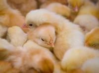 Die Uraler Hühnerküken begeben sich auf die Reise zu chinesischen Geflügelfabriken 