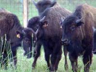 Bisons aus Jakutien können auf die Halbinsel Jamal ziehen