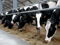 Gebiet Tumen kauft eine Milchviehherde in Europa für 450 Mio. Rubel