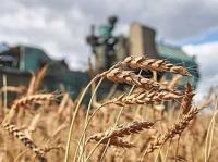 Die Agrarieren Gebiets Kurgan sind mit den staatlichen Preisen fürs Getreide einverstanden