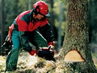 Investoren bekommen einen direkten Zugang zu Waldbeständen der Region Perm
