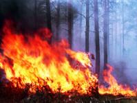 "Itera" hat sich am Wald verbrannt