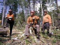 Russische Forstwirtschaft geriet in eine Fäulnissträhne 
