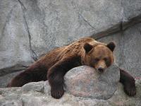 Die Behörden von Perm brachten einen Zoo nach Mailand